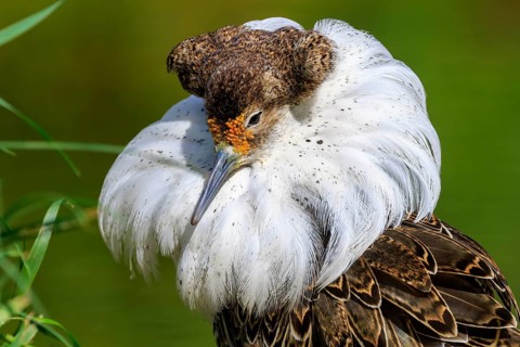Detailed study of a bird with splendid white neck plumage and brown head, Ruff (Calidris pugnax,