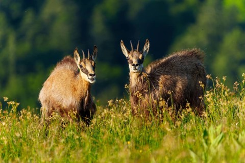 Two chamois standing on a colourful meadow with a dark forest in the background, chamois, chamois,