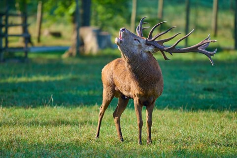 Red deer (Cervus elaphus), with impressive antlers, during the rutting season, standing on a green