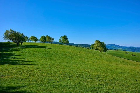 Green hilly terrain with scattered beech trees under a blue sky, spring, Schauinsland, Freiburg im