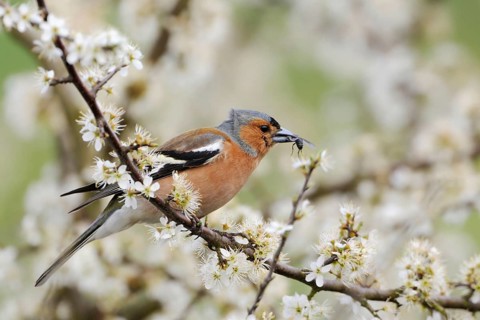 With prey... Chaffinch (Fringilla coelebs), male in splendid plumage sitting in a hawthorn bush,