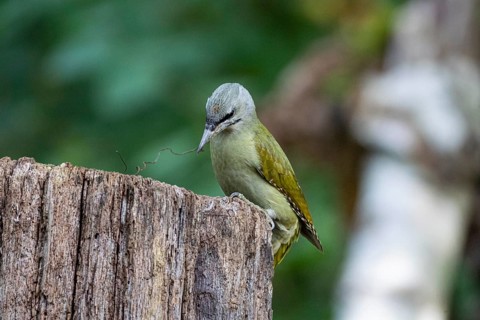 Grey-headed Woodpecker (Picus canus) wbl Germany
