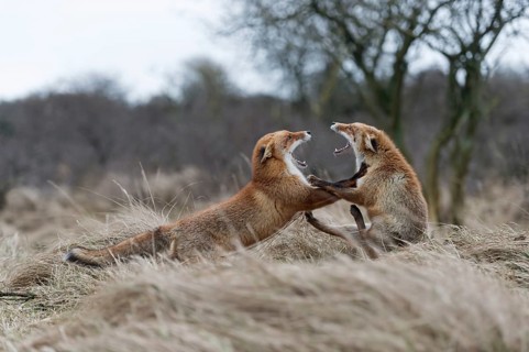 Roll backwards... Red fox (Vulpes vulpes), two red foxes, foxes fighting, threatening, fighting