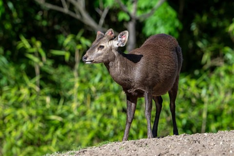 Reeves's muntjac, Chinese muntjac (Muntiacus reevesi) native to south-eastern China and introduced