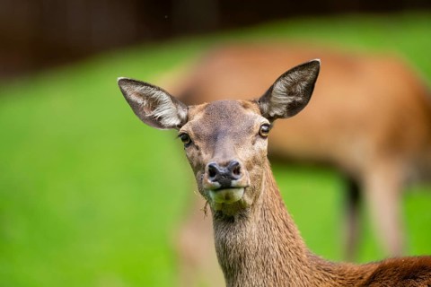 Red deer (Cervus elaphus) hind, portrait, Austria, Europe