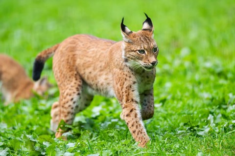 Eurasian lynx (Lynx lynx) on a meadow, Austria, Europe