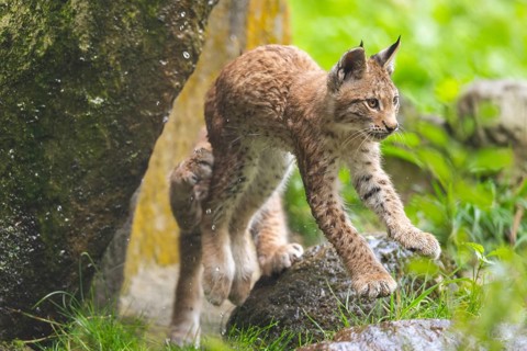 Eurasian lynx (Lynx lynx) youngster on a rock, Austria, Europe