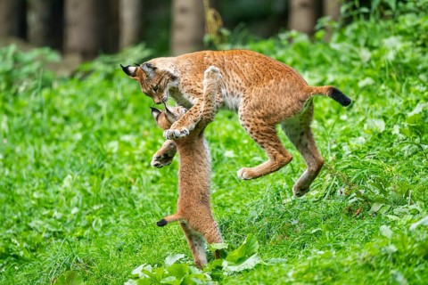 Eurasian lynx (Lynx lynx) youngster on a meadow, Bavaria, Germany, Europe