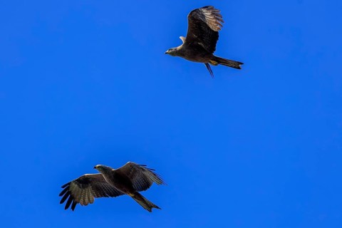 Two birds of prey flying close together against the blue sky, a picture full of grace, Red Kite,
