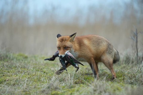 Red fox (Vulpes vulpes), fox with prey in catch, has captured a duck, successful hunter, native