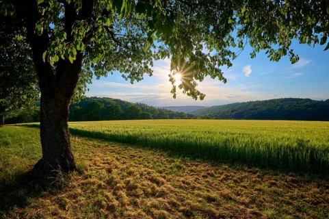 A cherry tree in the foreground and a sunny sky over a green meadow, summer, Reichartshausen,