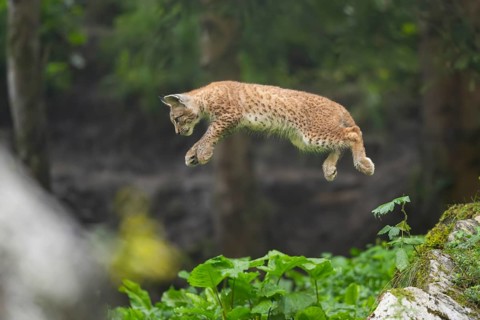 Eurasian lynx (Lynx lynx) youngster jumping in the air, Bavaria, Germany, Europe