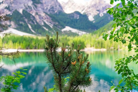 A conifer in the foreground with a green mountain lake and majestic mountains in the background,