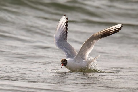 Black-headed gull (Chroicocephalus ridibundus) in summer plumage, flying above the sea surface,