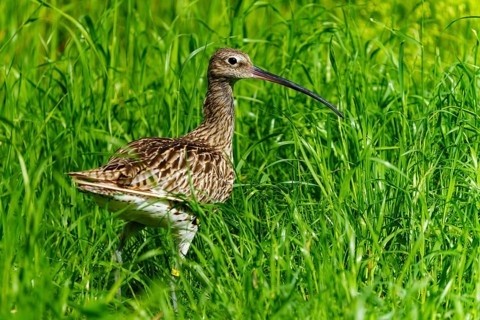 A bird with a long beak stands in the green grass, curlew, (genus Numenius), France, Europe