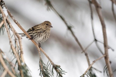 Small but beautiful... Pine siskin (Spinus pinus) in the branches of a coniferous tree,