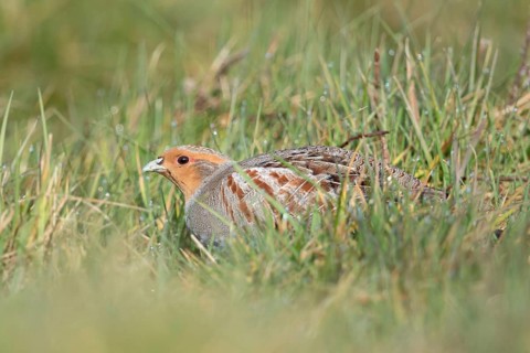 In the meadow... Grey partridge (Perdix perdix) huddles on the ground, seeks shelter, fieldfare