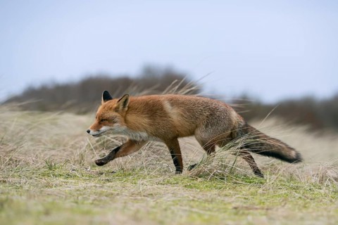 Red fox (Vulpes vulpes) hunting in open grassland, running over a small hill, seems attentively