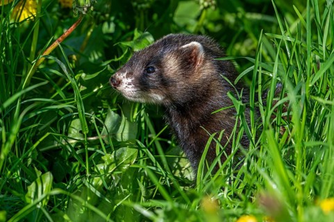 European polecat (Mustela putorius) on the hunt, looking for prey in meadow, pasture with
