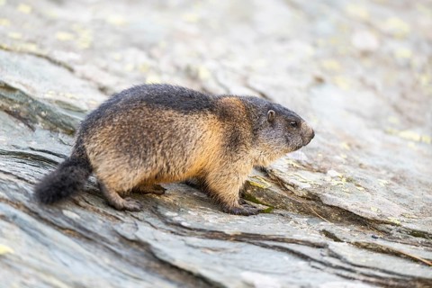 Alpine marmot (Marmota marmota) youngster in autumn, Grossglockner, High Tauern National Park,