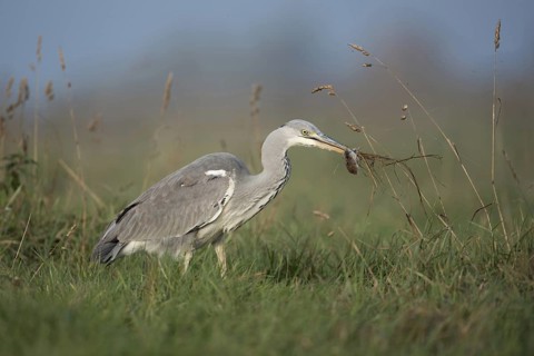 Catching mice... Grey heron (Ardea cinerea) after successfully catching prey with a mouse in its