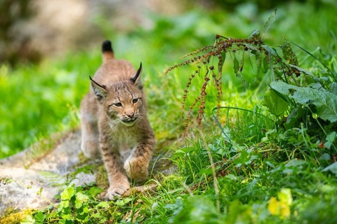 Eurasian lynx (Lynx lynx) youngster on a meadow, Bavaria, Germany, Europe
