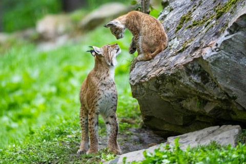 Eurasian lynx (Lynx lynx) mother with her youngster, Austria, Europe