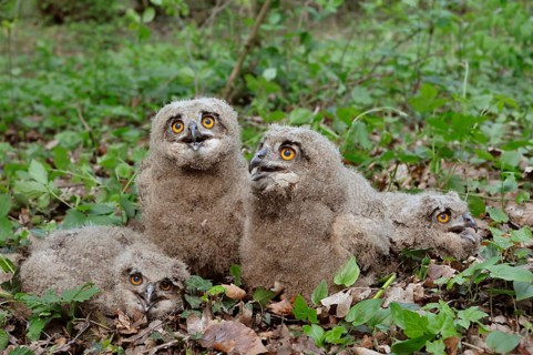 4 breeches... European eagle owls (Bubo bubo), nestlings, young, not fledged owls in their feathers