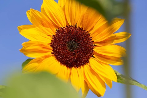 Close-up of a sunflower