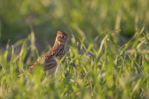 In young grain... Skylark (Alauda arvensis), well-known native songbird, typical character bird of