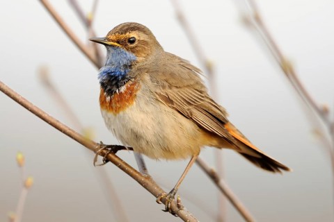 Blue throat... Bluethroat (Luscinia svecica), native songbird, unmistakable due to its blue throat,