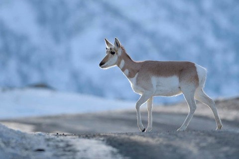 Encounter in the late evening... Pronghorn (Antilocapra americana) crossing a road in winter in the