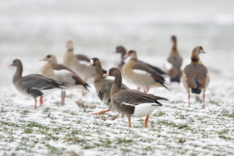 White-fronted goose (Anser albifrons), associated with Nile geese (Alopochen aegyptiacus) in winter