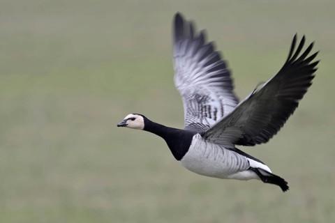 In flight... Barnacle goose (Branta leucopsis), arctic wild goose, goose, flying, flying over green