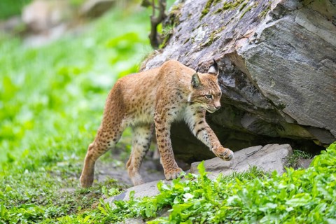 Eurasian lynx (Lynx lynx) under a huge rock, Austria, Europe