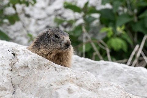 Marmot (Marmota marmota), Monte Baldo, Italy, Europe