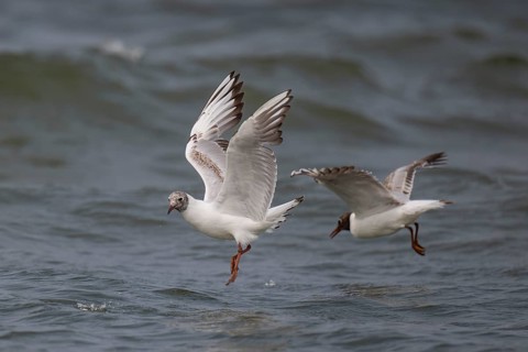 Black-headed gull (Chroicocephalus ridibundus) in summer plumage, flying above the sea surface,