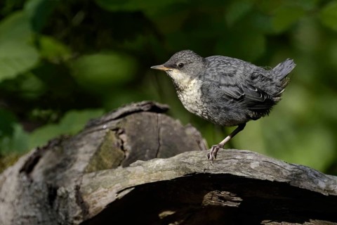 White-throated Dipper (Cinclus cinclus), fledgling, highly specialised bird species, lives in clean