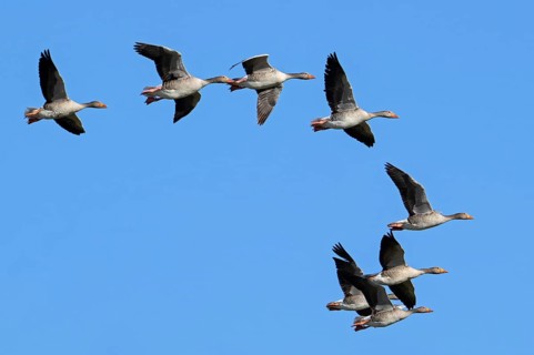Greylag geese, graylag goose (Anser anser) flock flying against blue sky during migration in spring