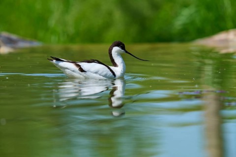 Avocet (Recurvirostra avosetta), swims in water with calm surroundings, France, Europe