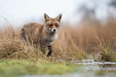 Red fox (Vulpes vulpes) at the edge of a body of water, hunting in the marshland, observing
