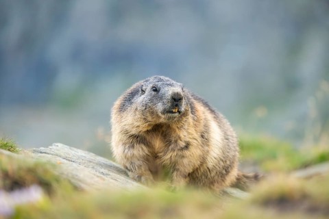 Alpine marmot (Marmota marmota) in autumn, Grossglockner, High Tauern National Park, Austria,
