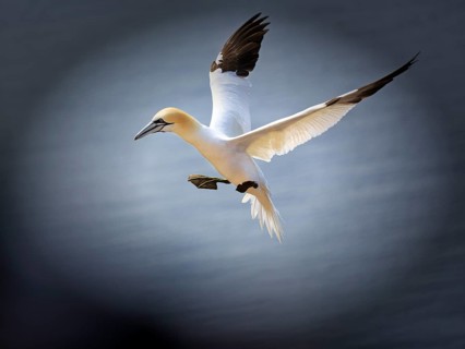 Northern gannet (Morus bassanus) on bird cliffs, approaching to land, Heligoland Island,