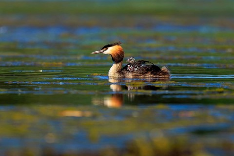 A great crested grebe swims with chicks on its back in calm, greenish water, Great crested grebe,