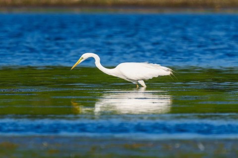 A heron stands at attention in the water, Great White Egret (Ardea alba, Syn.: Casmerodius albus,