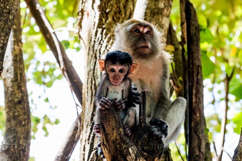 Monkeys on the beach, macaques, Ao Nang Beach, Ao Nang, Krabi, Thailand, Asia