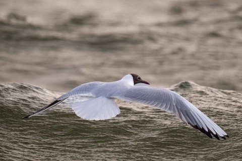 Black-headed gull (Chroicocephalus ridibundus) in summer plumage, flying above the sea surface,