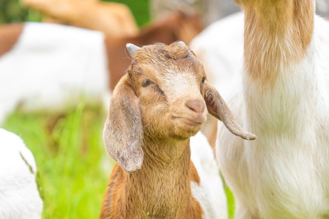 Young goat with brown fur looks curiously at the green surroundings, Gechingen forest pasture,