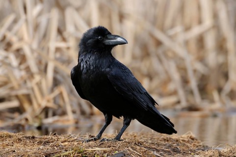Always on the lookout... Raven (Corvus corax) sits in the reeds on the ground, looks around, very