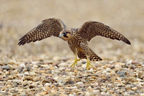 Young falcon... Peregrine falcon (Falco peregrinus), young falcon, doing flight exercises on the